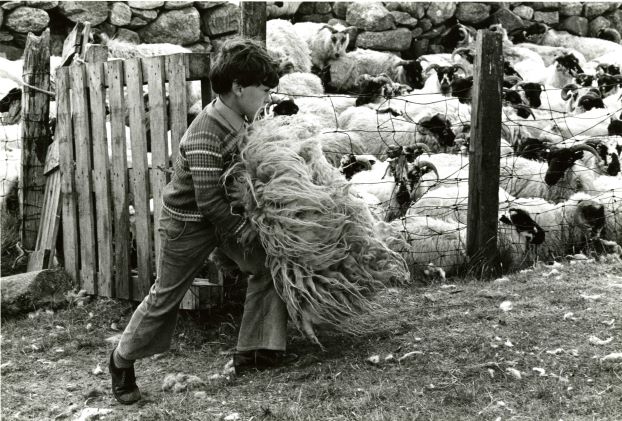 Boy carrying wool, South Uist